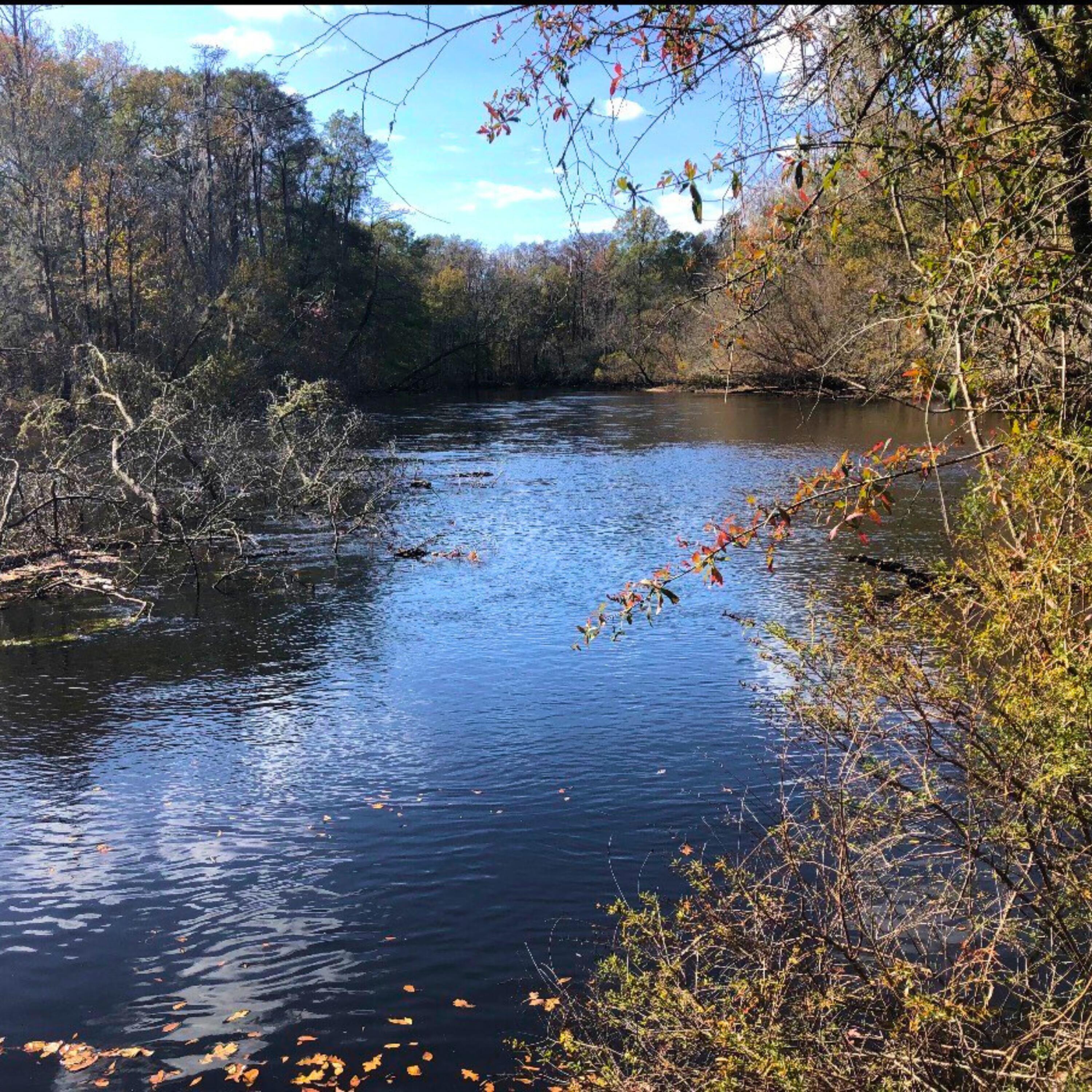 1041 Edisto River Road Reevesville, SC 29471 - Photo 5 of 11 Hunting (10)