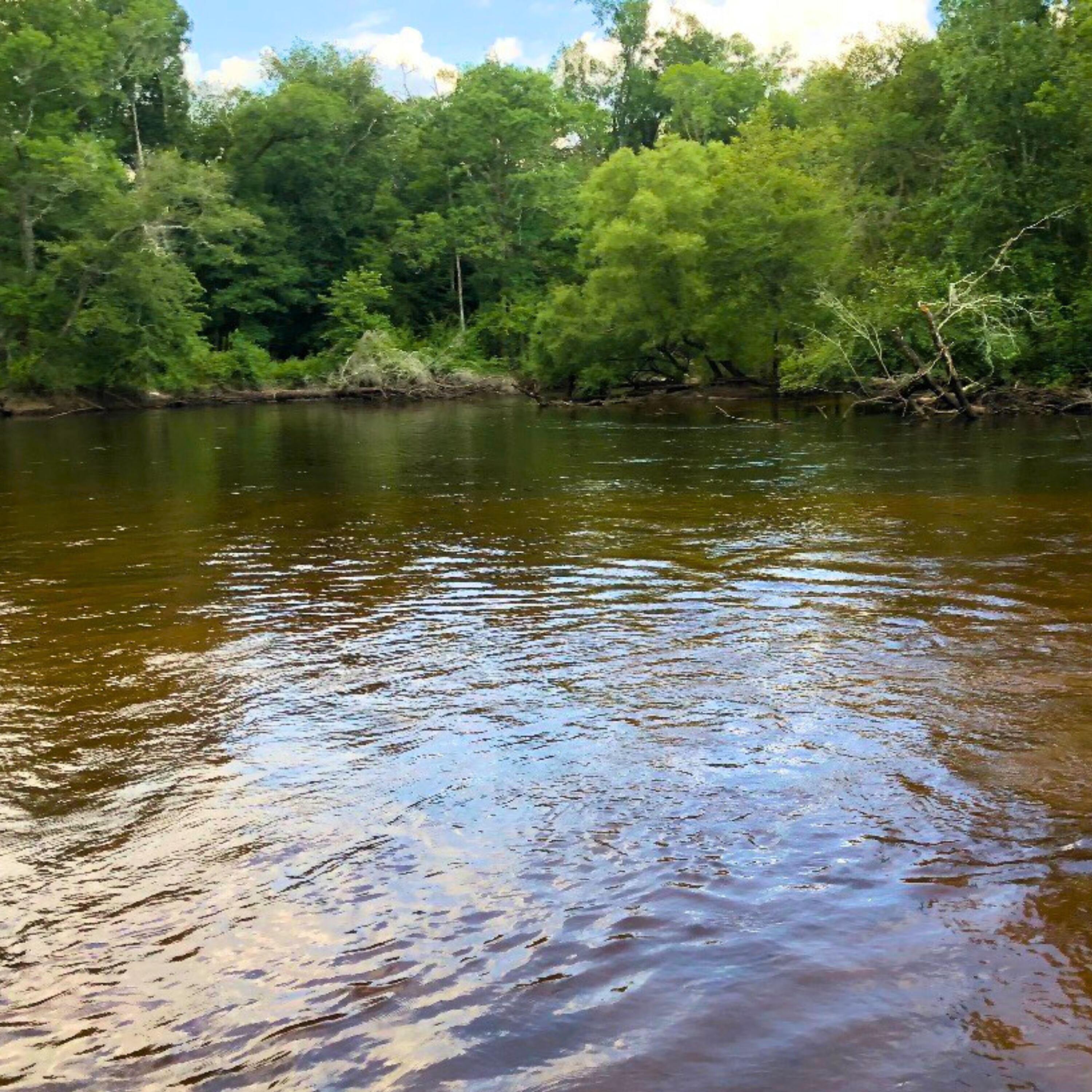 1041 Edisto River Road Reevesville, SC 29471 - Photo 6 of 11 Hunting (7)