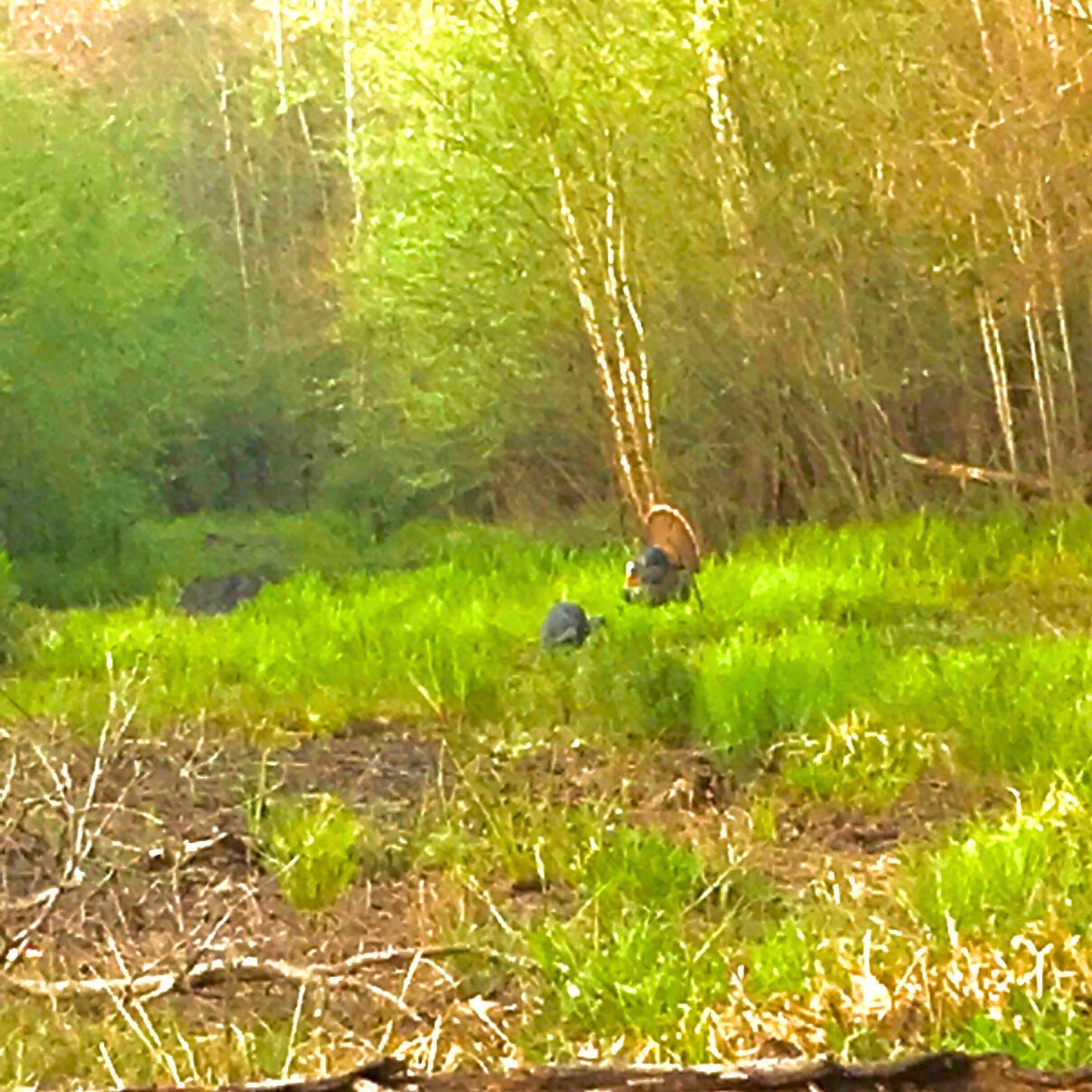 1041 Edisto River Road Reevesville, SC 29471 - Photo 8 of 11 Hunting (1)