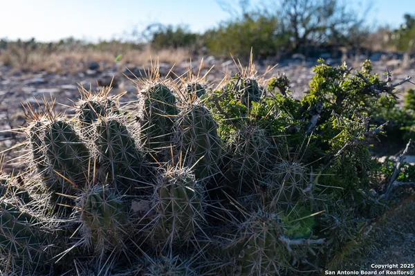 a view of a forest with a forest