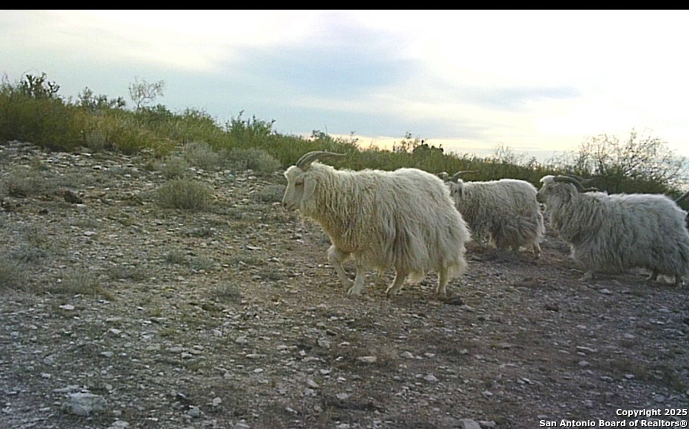 0 Hartgrove Winters Road Comstock, TX 78837 - Photo 47 of 48
