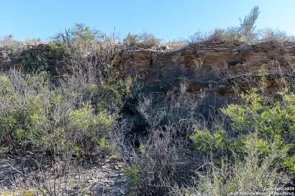 a view of a large tree