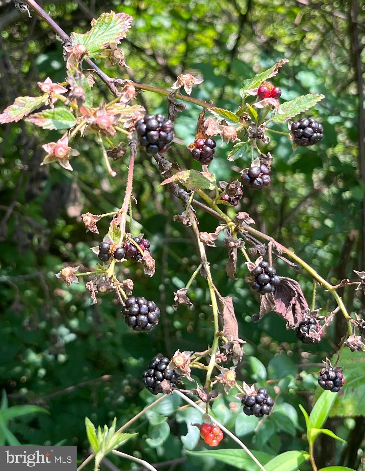 15608 Edgegrove Road Purcellville, VA 20132 - Photo 9 of 45 Fruit