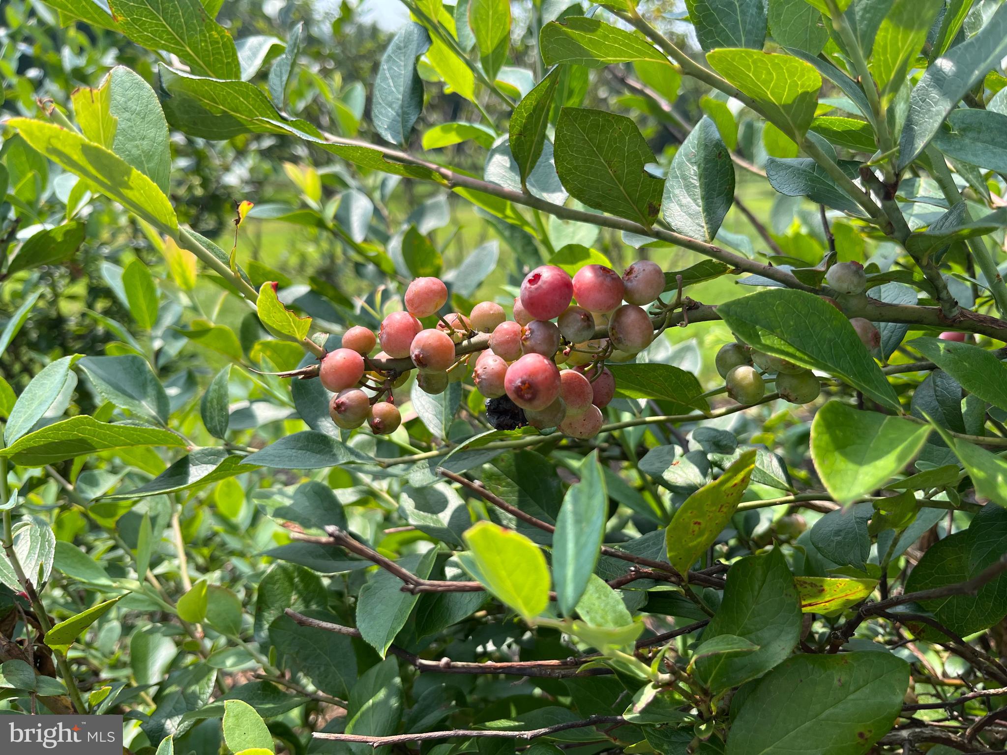15608 Edgegrove Road Purcellville, VA 20132 - Photo 10 of 45 Fruit