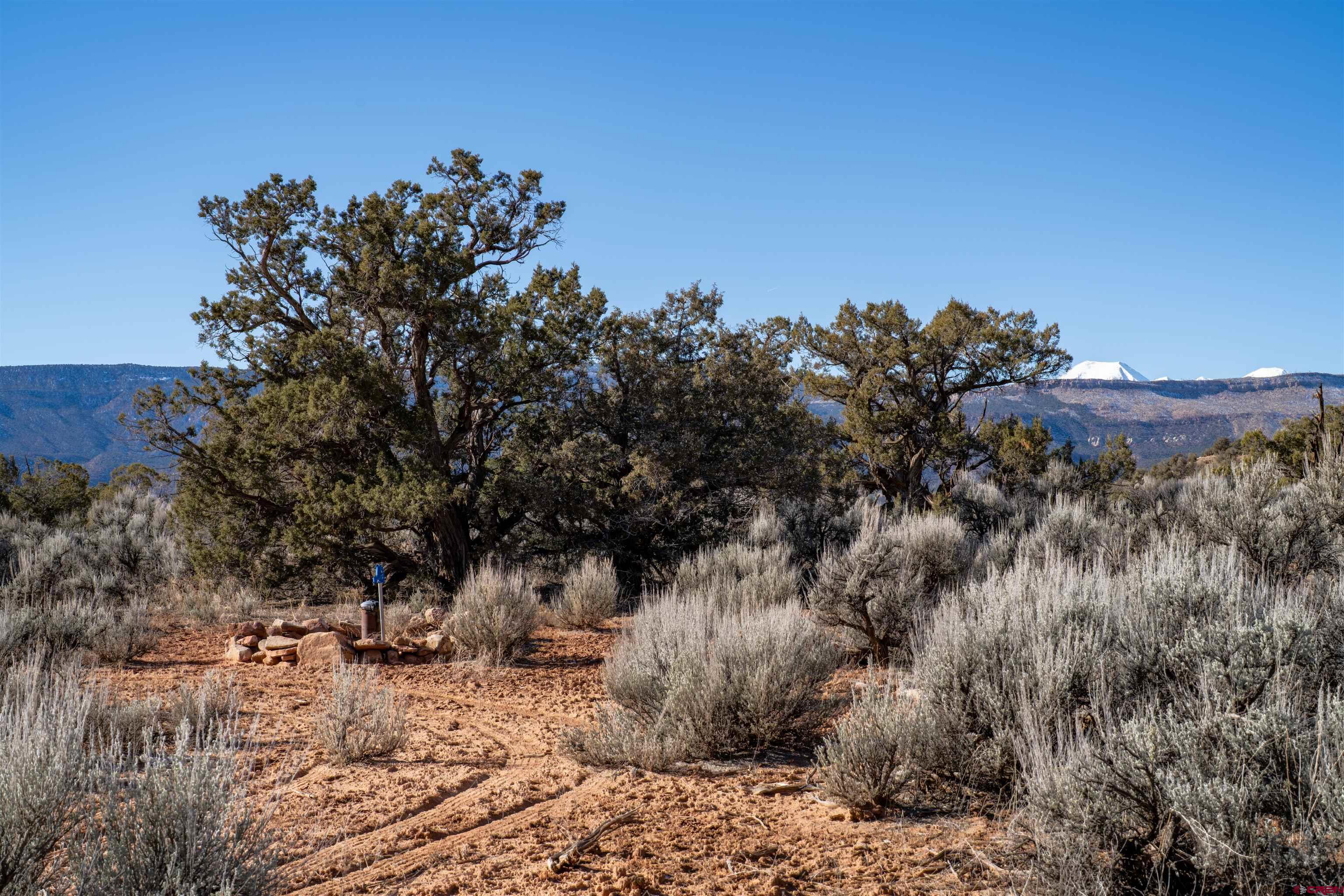 Tbd Na Road Paradox, CO 81429 - Photo 11 of 19 a view of a tree in a yard