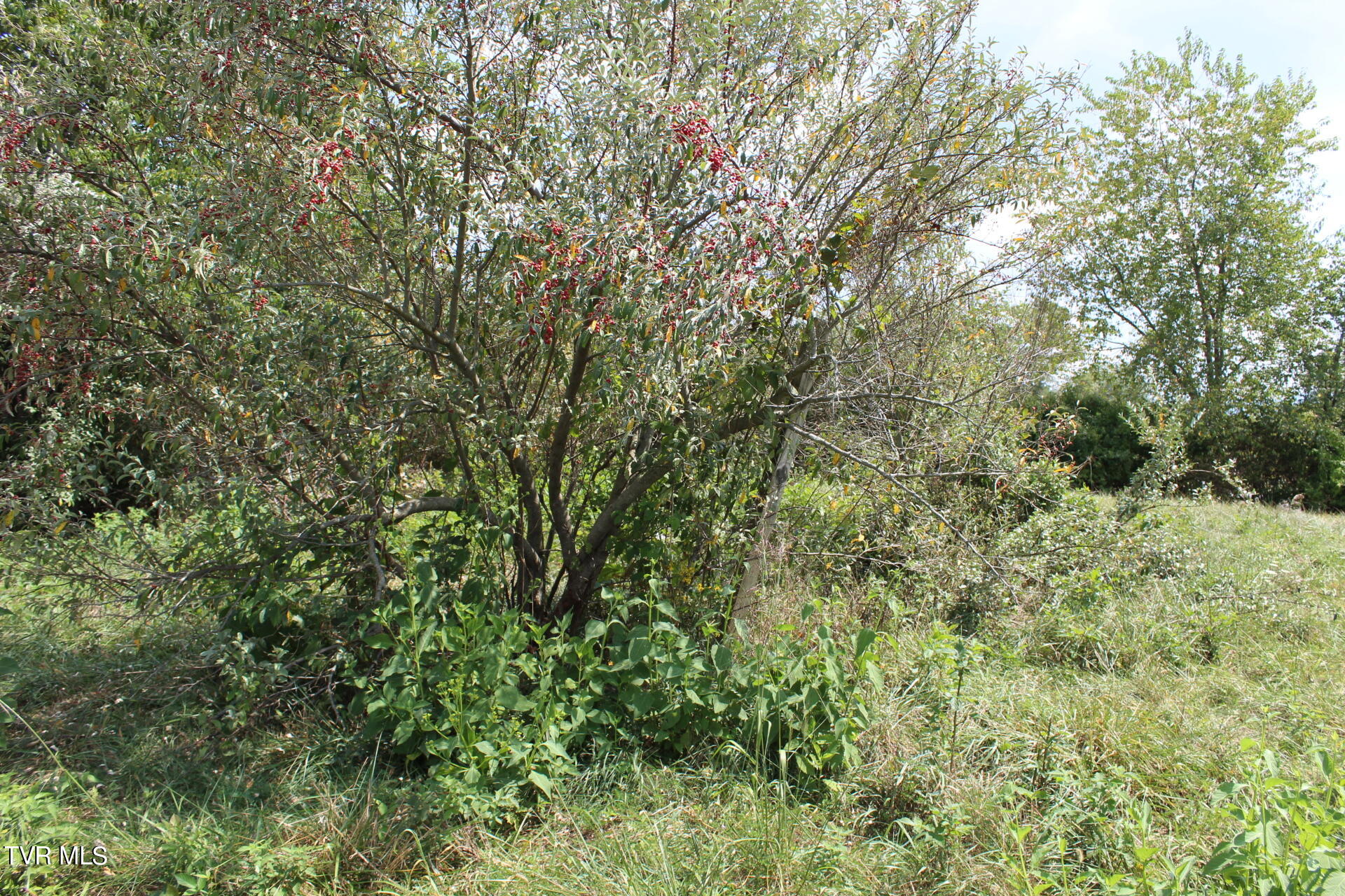 Tbd Chestnut Ridge Road Chilhowie, VA 24319 - Photo 9 of 36 IMG_2268