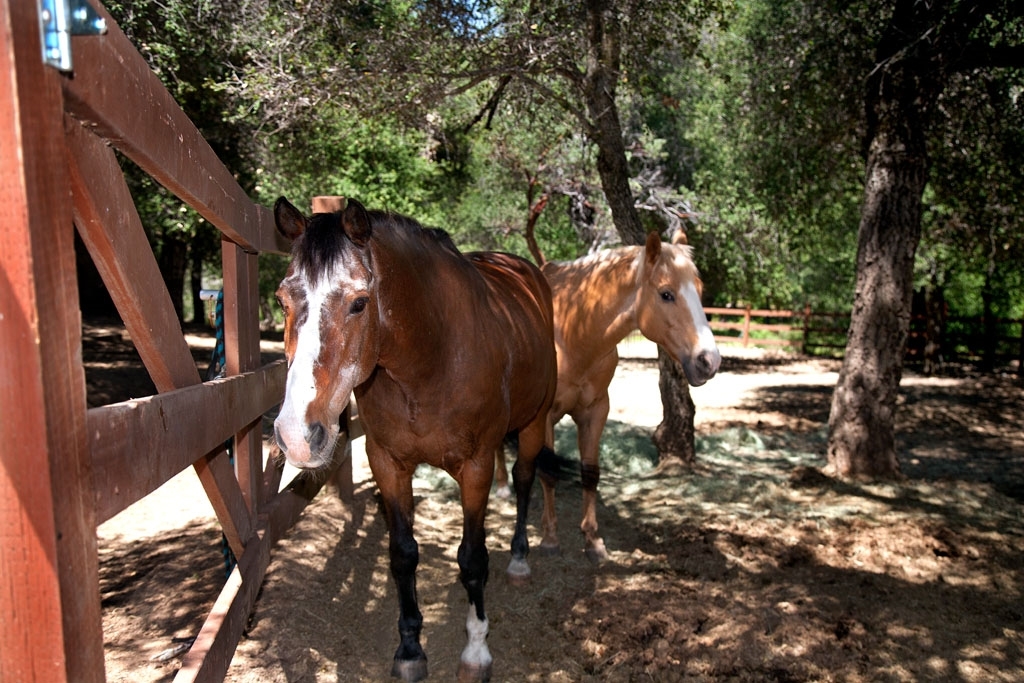 3650 Calico Ranch Road Julian, CA 92036 - Photo 18 of 25 Gallery Image 18