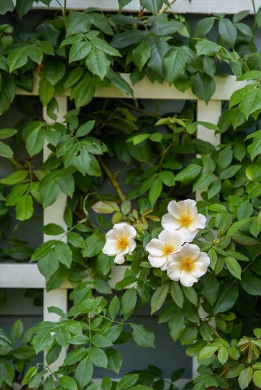 8 Angle Street, Unit C Gloucester, MA 01930 - Photo 15 of 15 a bunch of flowers