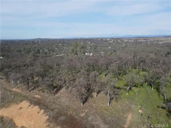 a view of a tree with a yard