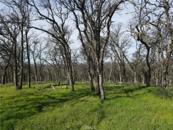a view of dirt field with lots of trees