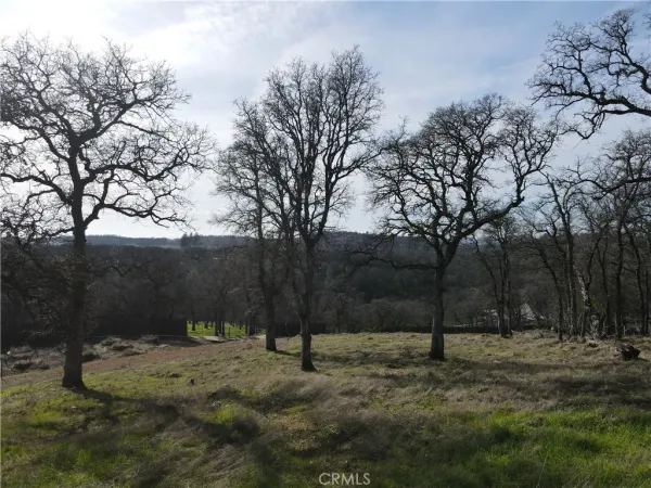 a view of a yard with plants and a bench