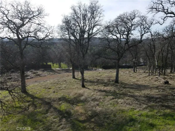 a view of a park with large trees