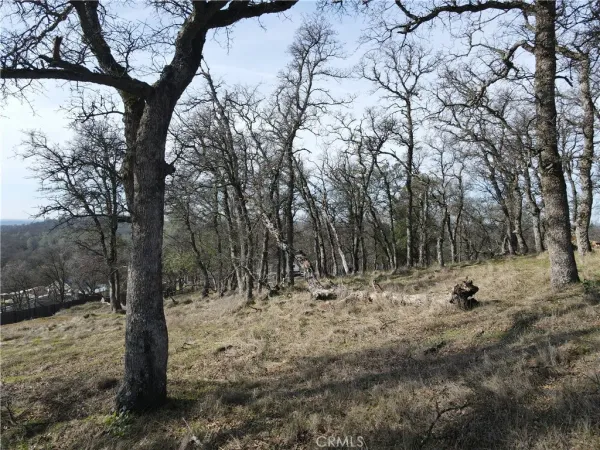 a view of a park with large trees