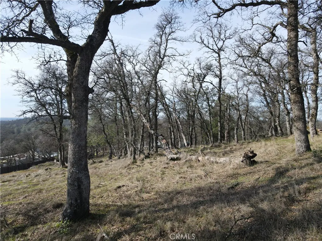 0 Reginald Way Palermo, CA 95968 - Photo 42 of 75 a view of a tree with a yard