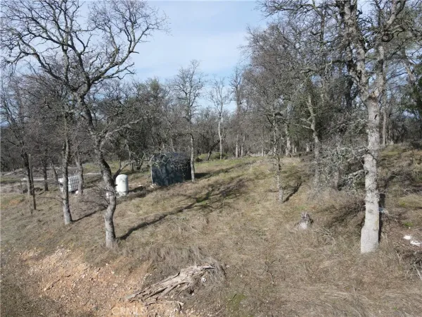 a view of a park with large trees
