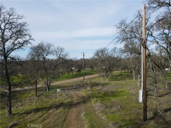 a view of a dry yard with lots of trees