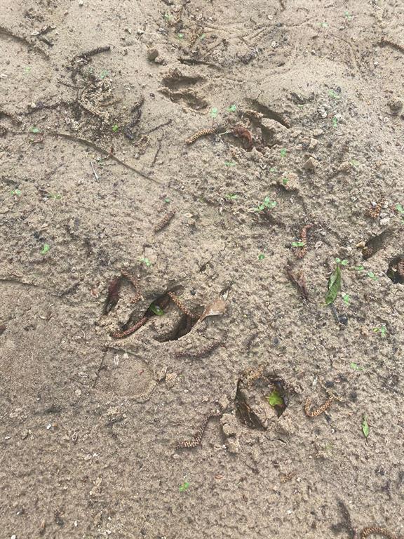 5 Fm 1848 Buffalo, TX 75831 - Photo 7 of 8