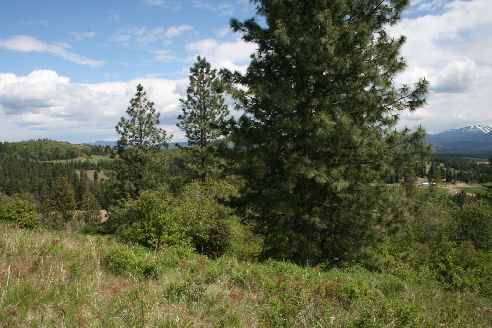 Xx Kirkpatrick Road Elk, WA 99009 - Photo 16 of 29