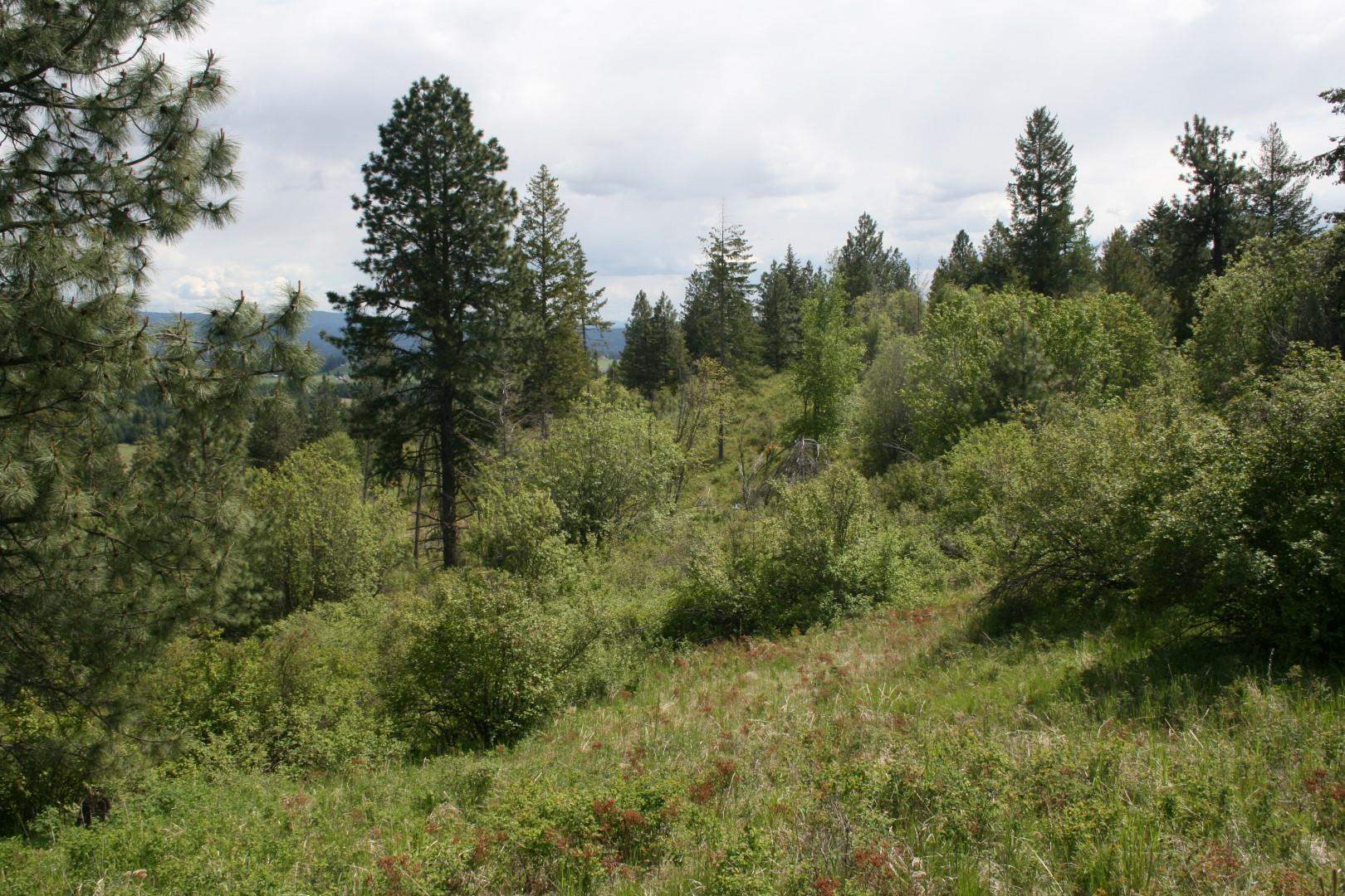 Xx Kirkpatrick Road Elk, WA 99009 - Photo 18 of 29