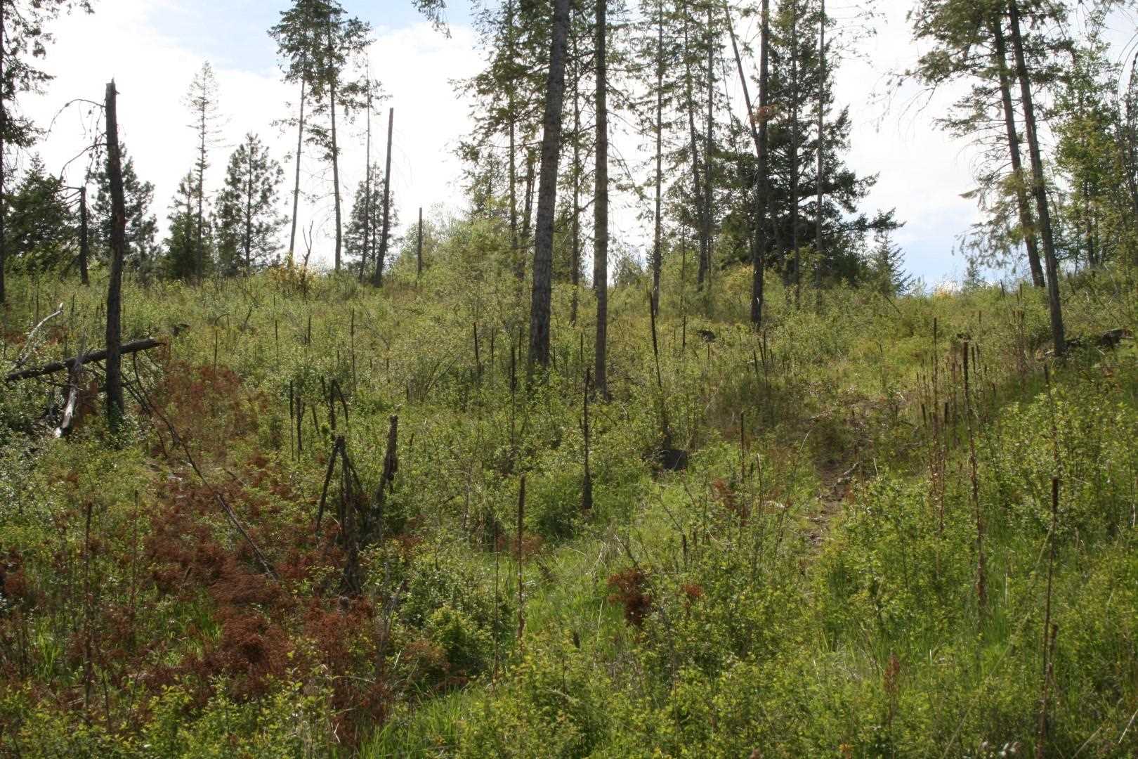 Xx Kirkpatrick Road Elk, WA 99009 - Photo 6 of 29
