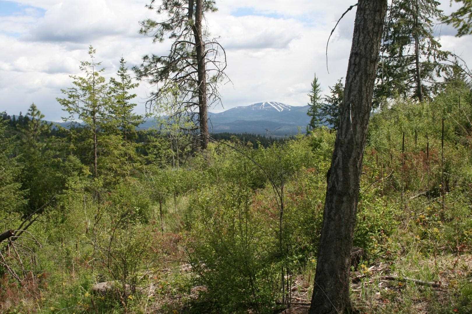 Xx Kirkpatrick Road Elk, WA 99009 - Photo 9 of 29