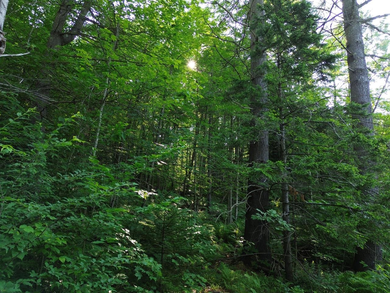 0 Old Carriage Road Waitsfield, VT 05673 - Photo 13 of 24