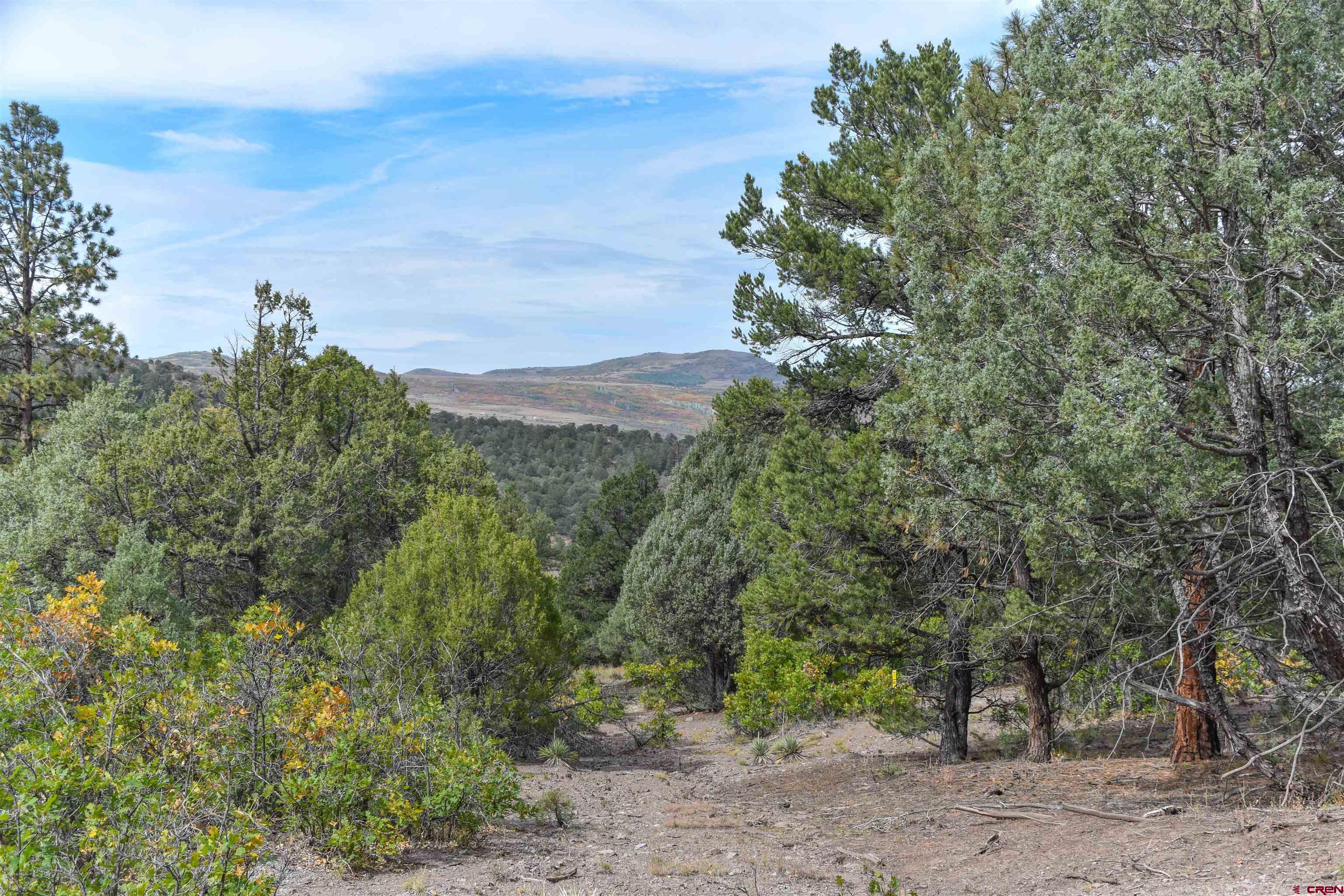 7a County Road 7A Ridgway, CO 81432 - Photo 3 of 16 a view of a yard with a tree