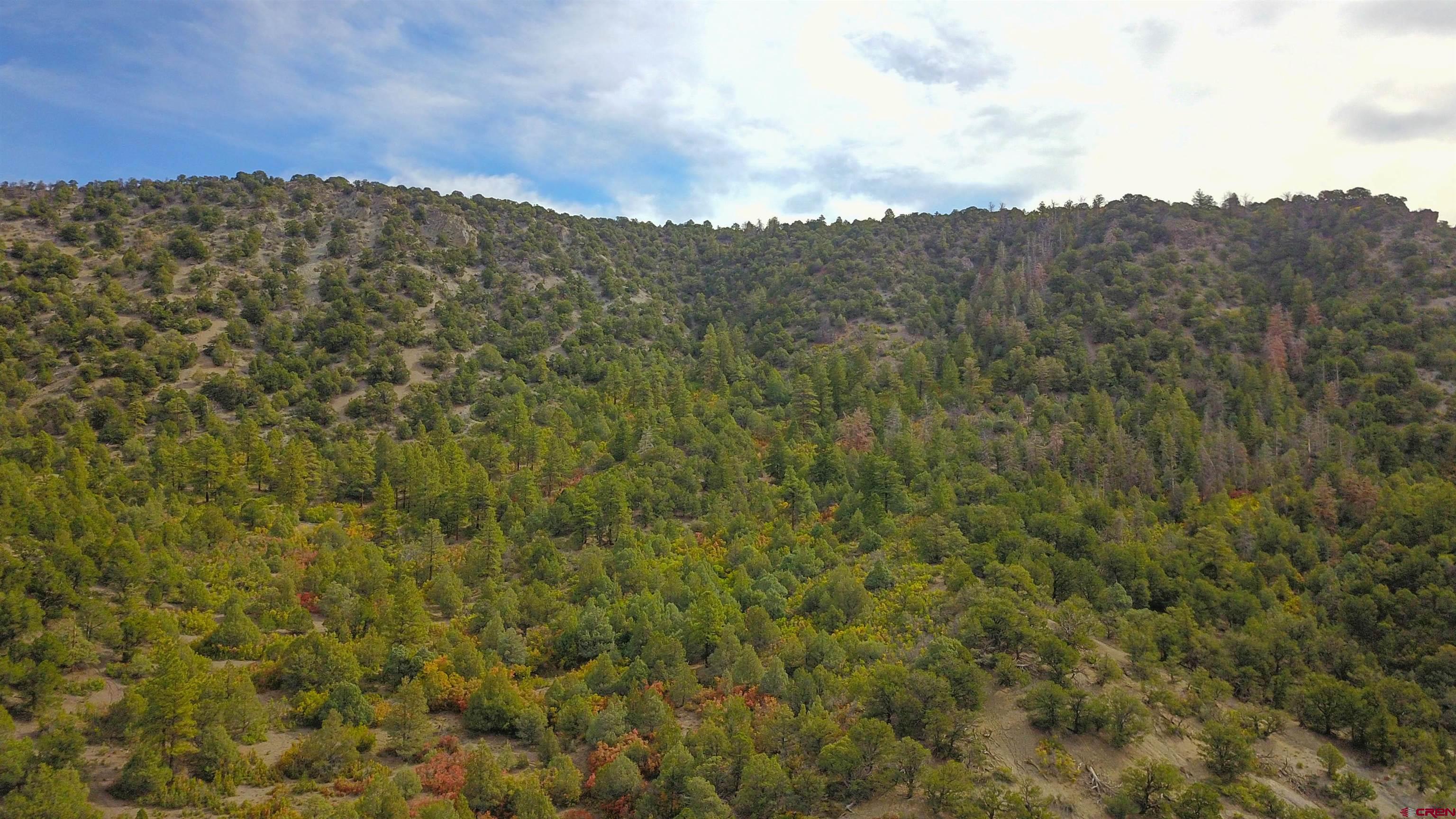 7a County Road 7A Ridgway, CO 81432 - Photo 8 of 16 a view of a dry yard