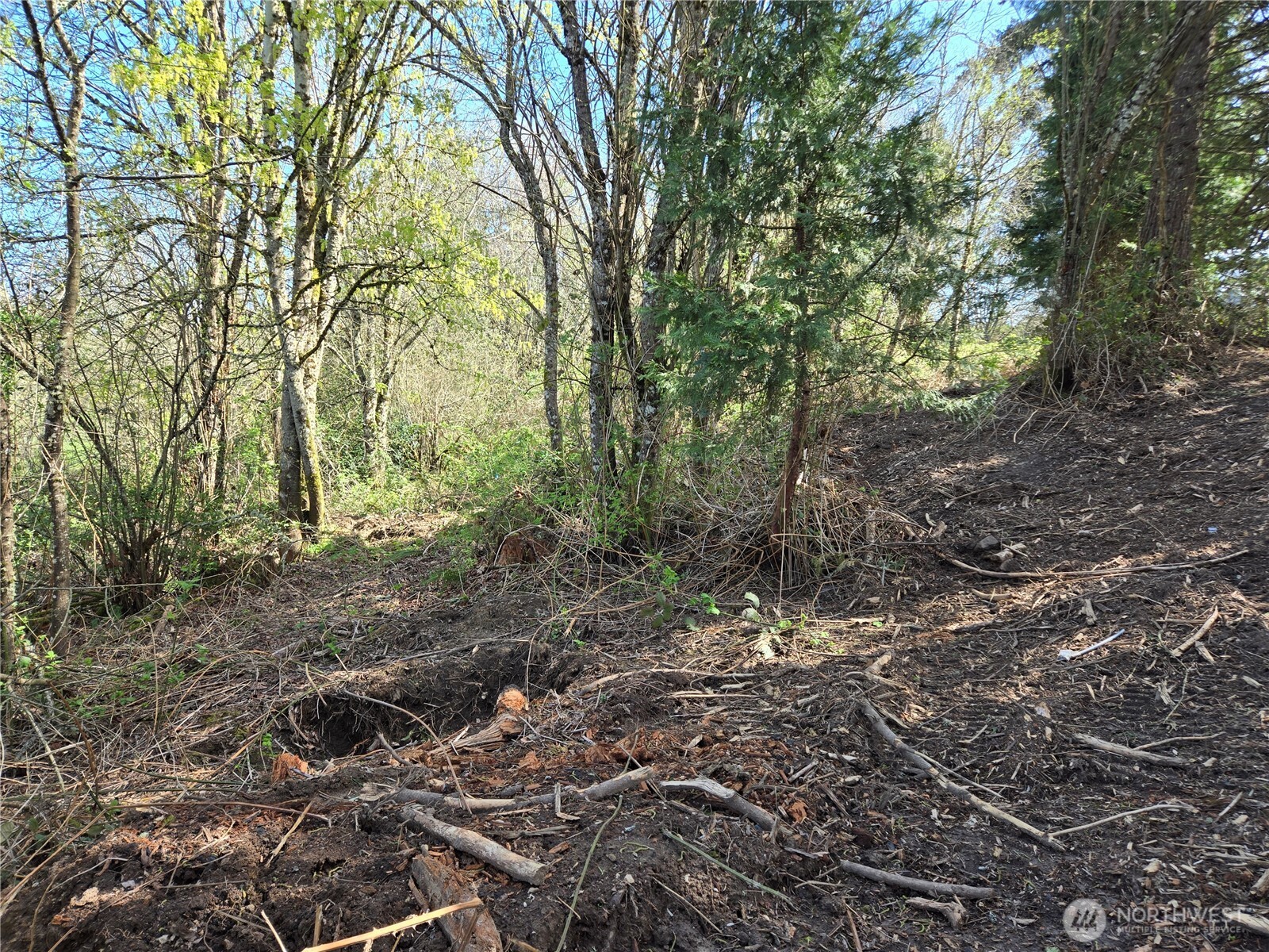 420 Topeka Road Kelso, WA 98626 - Photo 11 of 26 a view of a forest with lots of trees