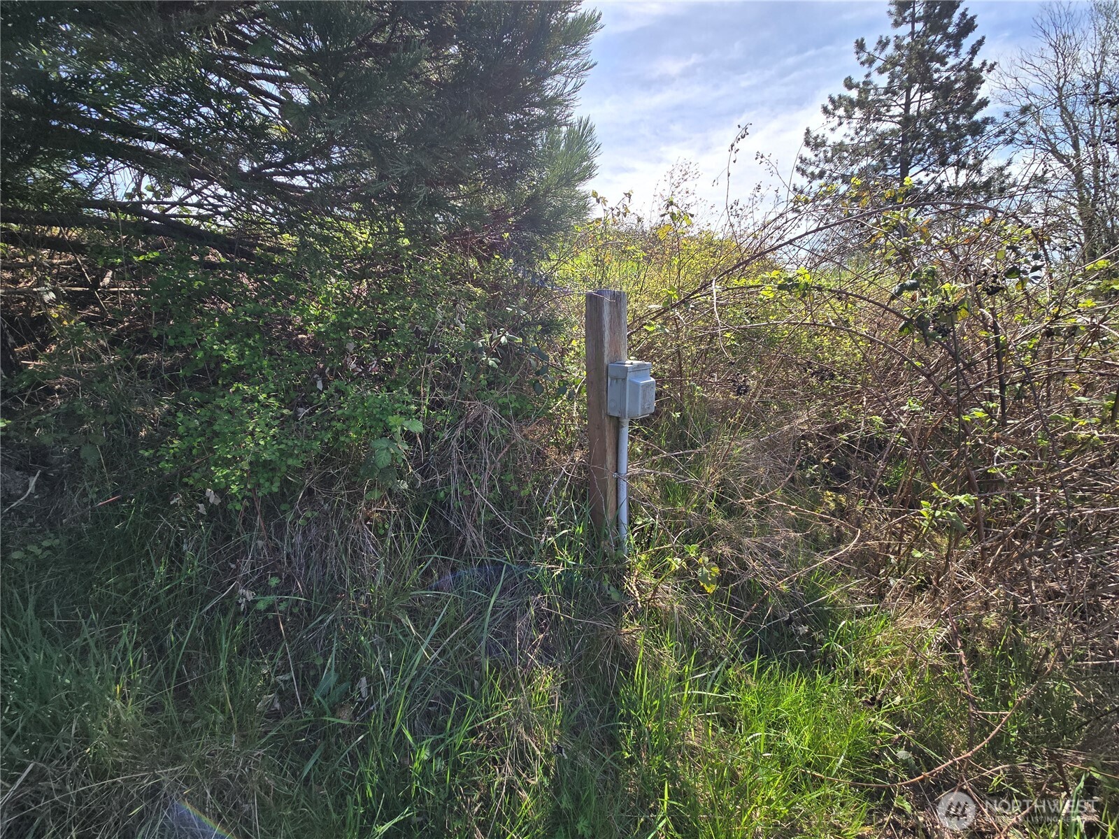 420 Topeka Road Kelso, WA 98626 - Photo 14 of 26 a close up of a plant in a forest