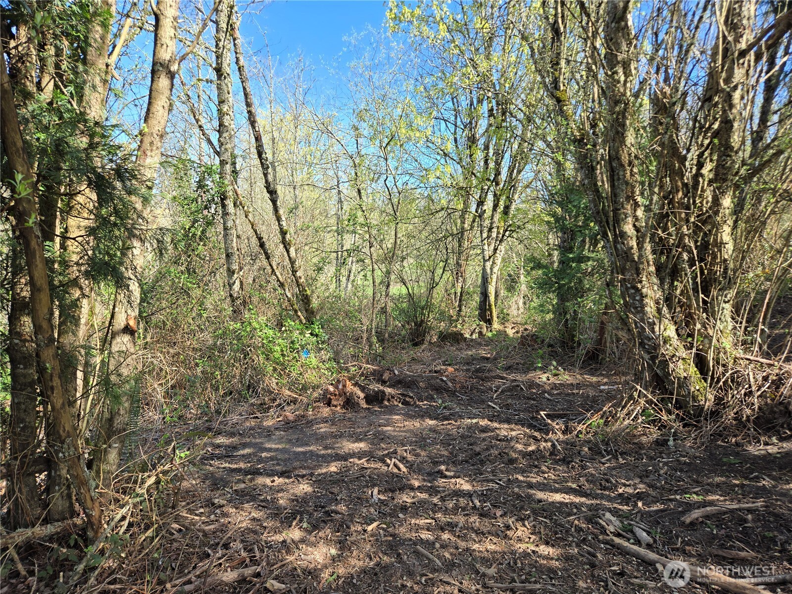 420 Topeka Road Kelso, WA 98626 - Photo 9 of 26 a view of forest