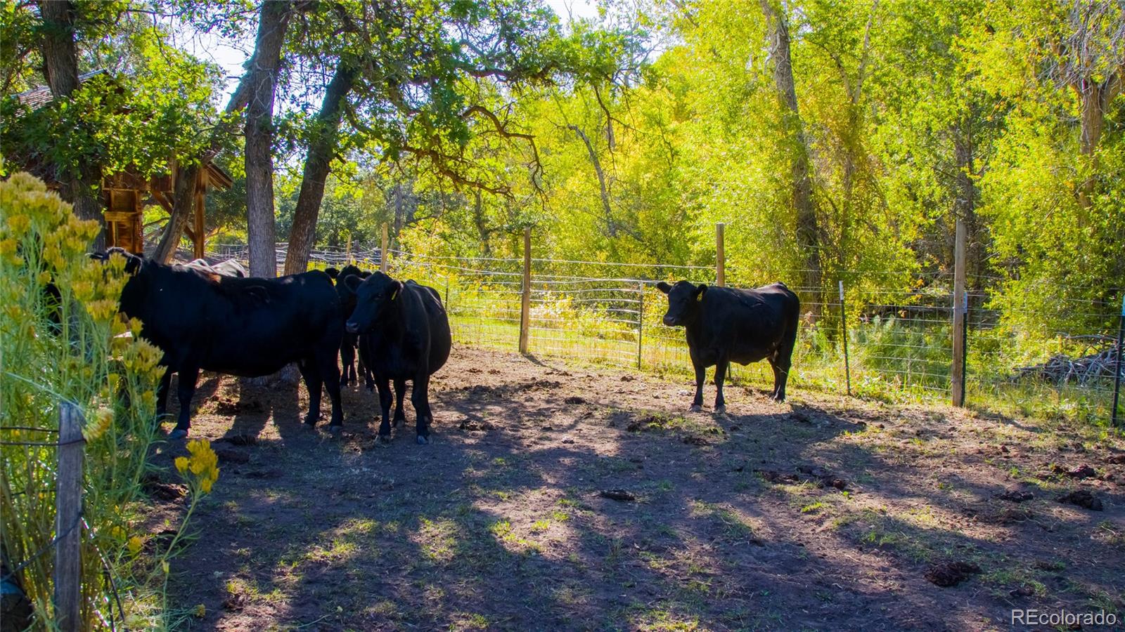 61687 60 1/2 Road Collbran, CO 81624 - Photo 32 of 39 Gallery Image 32