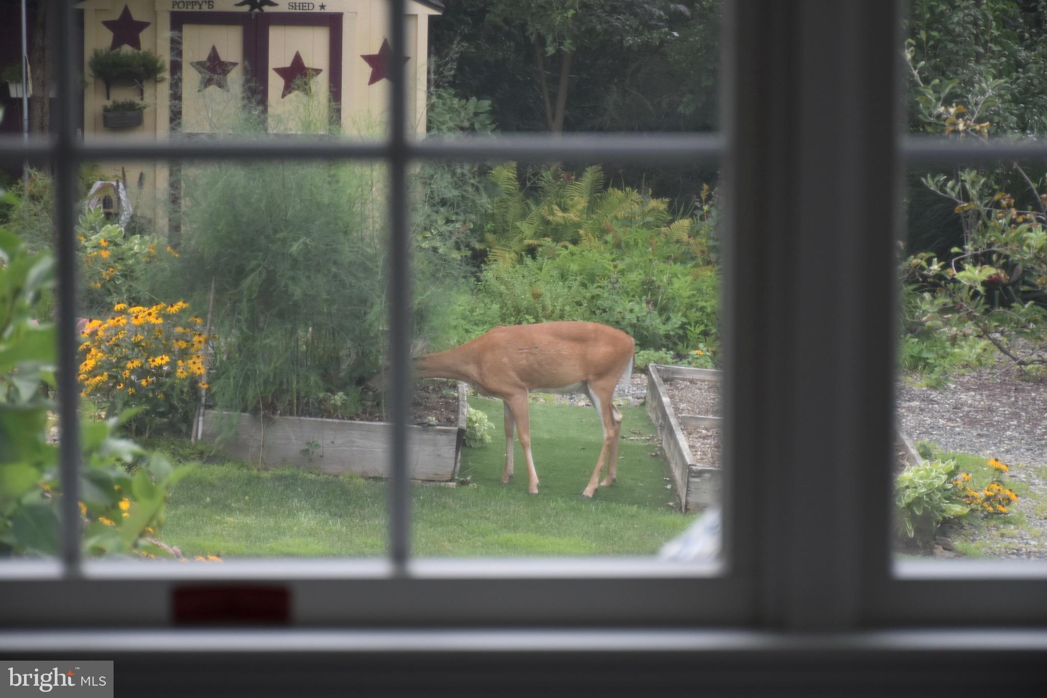 2481 Rosenberry Road Gilbertsville, PA 19525 - Photo 8 of 54 View fron sun room
