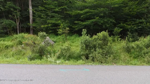 a view of a garden with plants