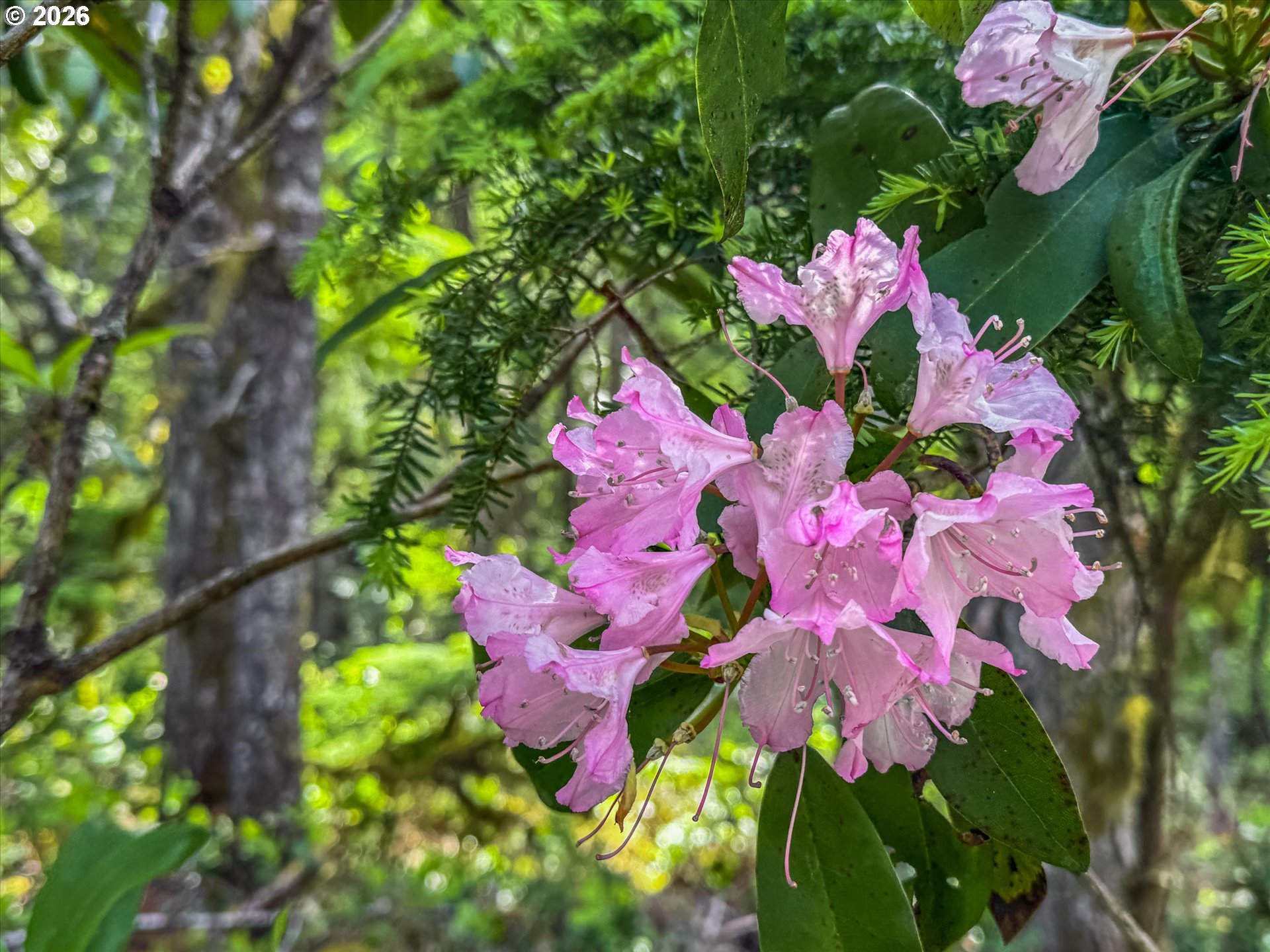 75125 Mt Hood Highway Rhododendron, OR 97049 - Photo 12 of 40 Gallery Image 12