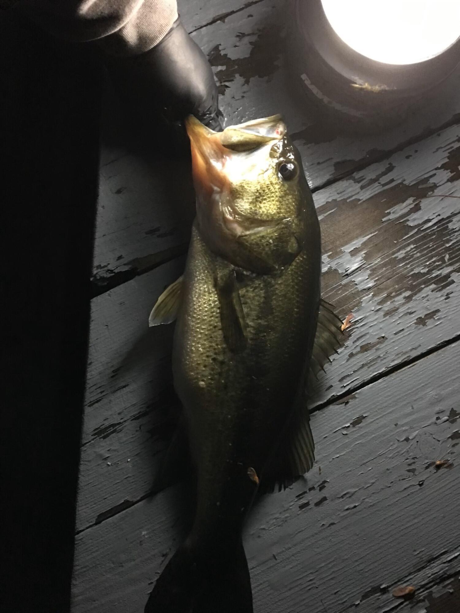 Lot #35 Hubbards Cove Road Shapleigh, ME 04076 - Photo 6 of 19 fish2