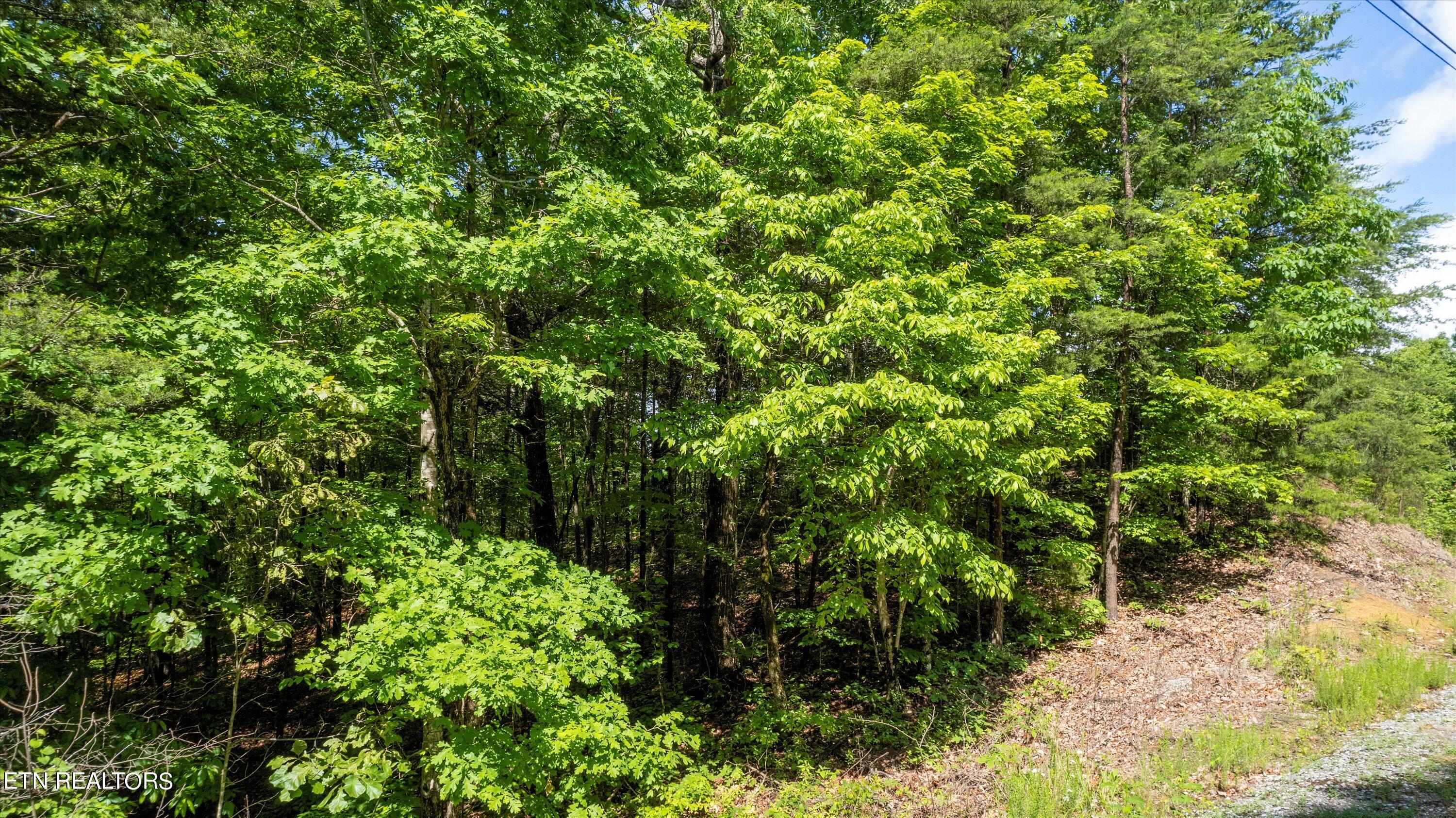 Lot 5 Buck Hollow Road Maryville, TN 37803 - Photo 13 of 14 03-Buck Hollow Rd-10