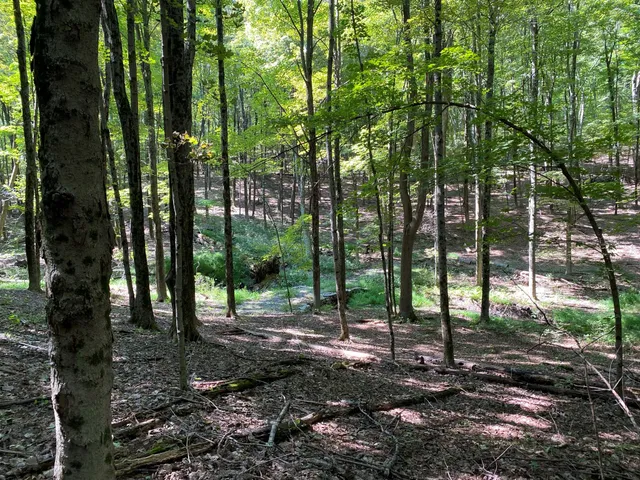 a view of outdoor space with lots of trees