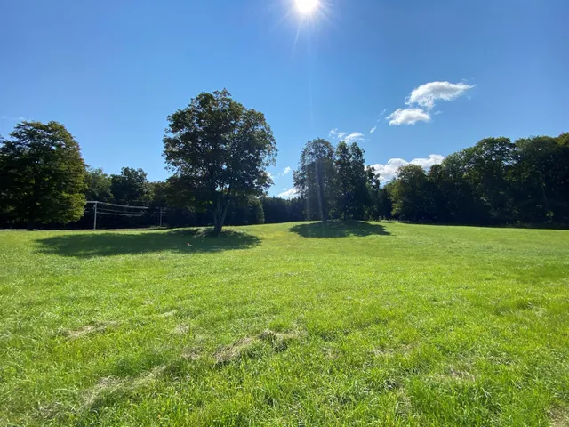 a view of yard with grass & palm trees