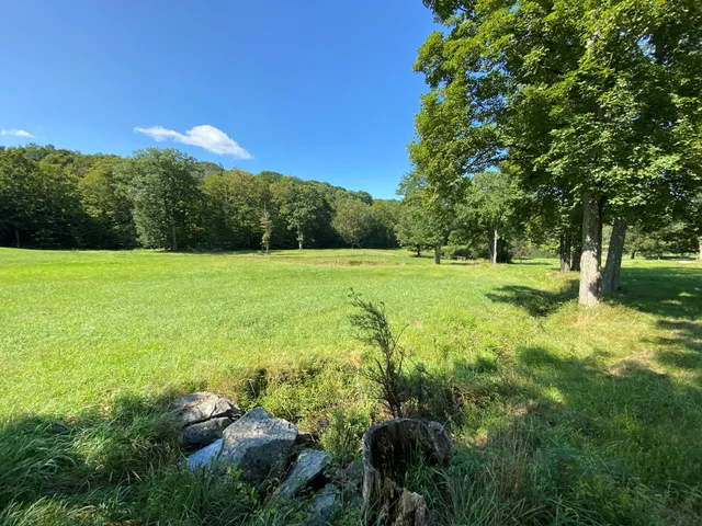 a view of a lush green space