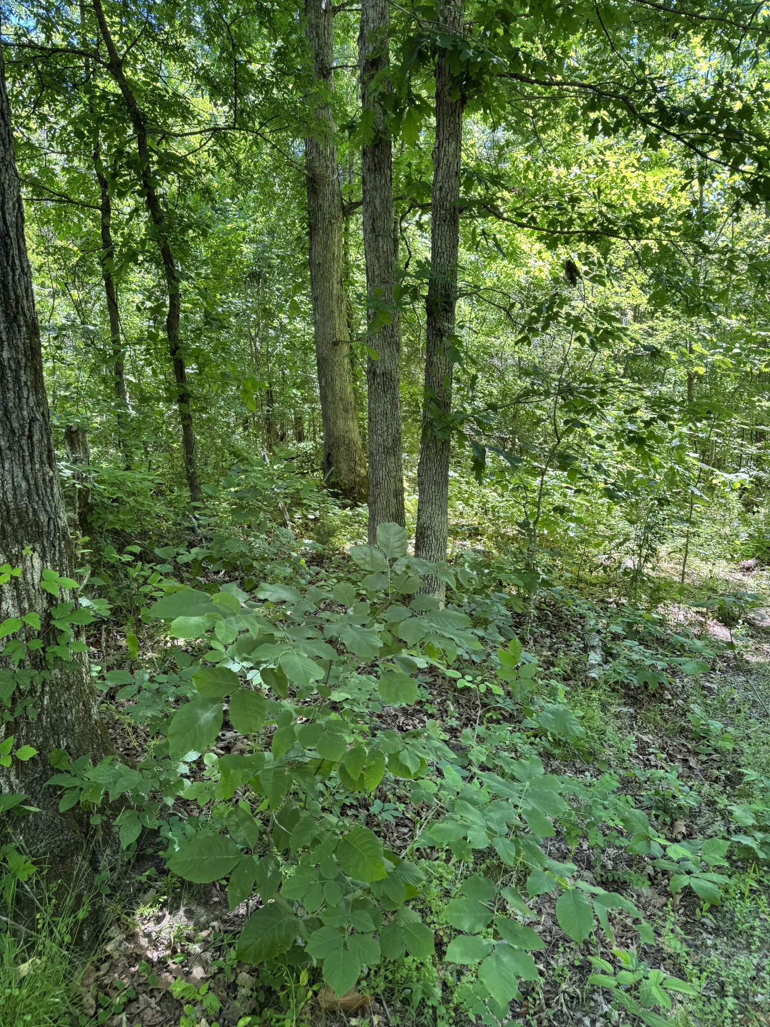 1402 Moore Lane Cunningham, TN 37052 - Photo 29 of 34