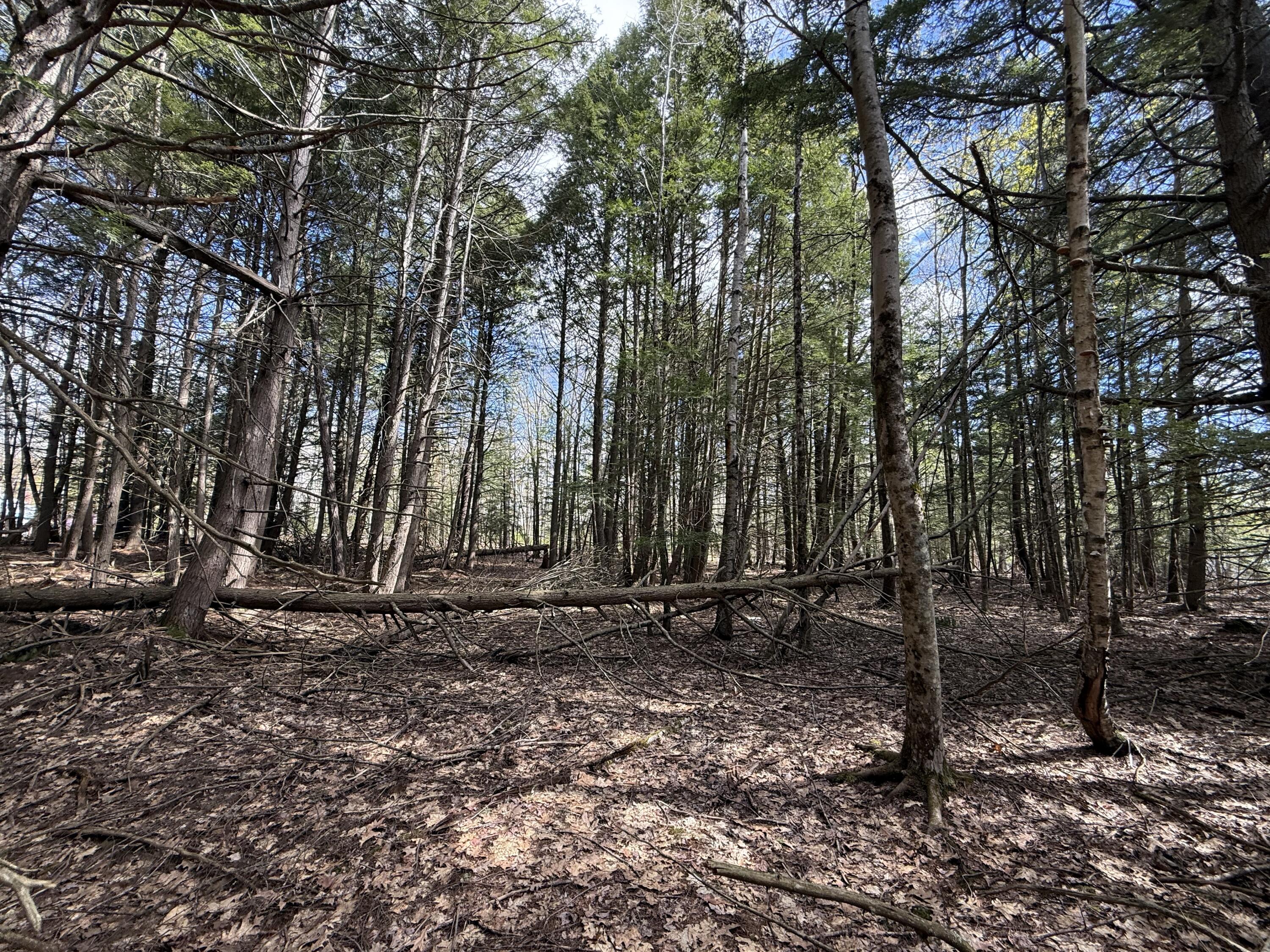 Lot # Lot#8-e01 Lord Road Buxton, ME 04093 - Photo 3 of 4 IMG_7643