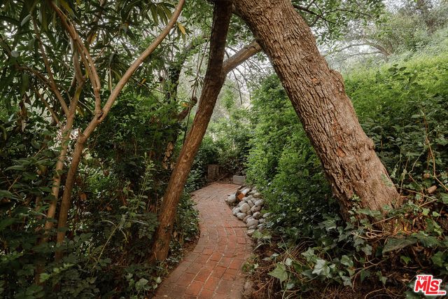 a view of a yard with plants and a large tree