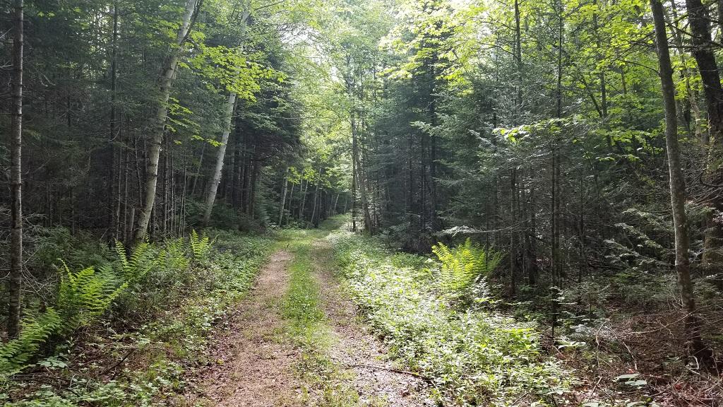 0 Stratton Road Dallas Plt, ME 04970 - Photo 37 of 39 20180608_085856