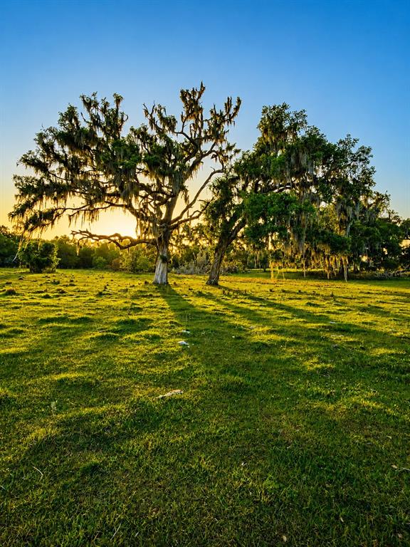 Mondon Hill Road Brooksville, FL 34601 - Photo 22 of 30 a view of a big yard with plants and large trees