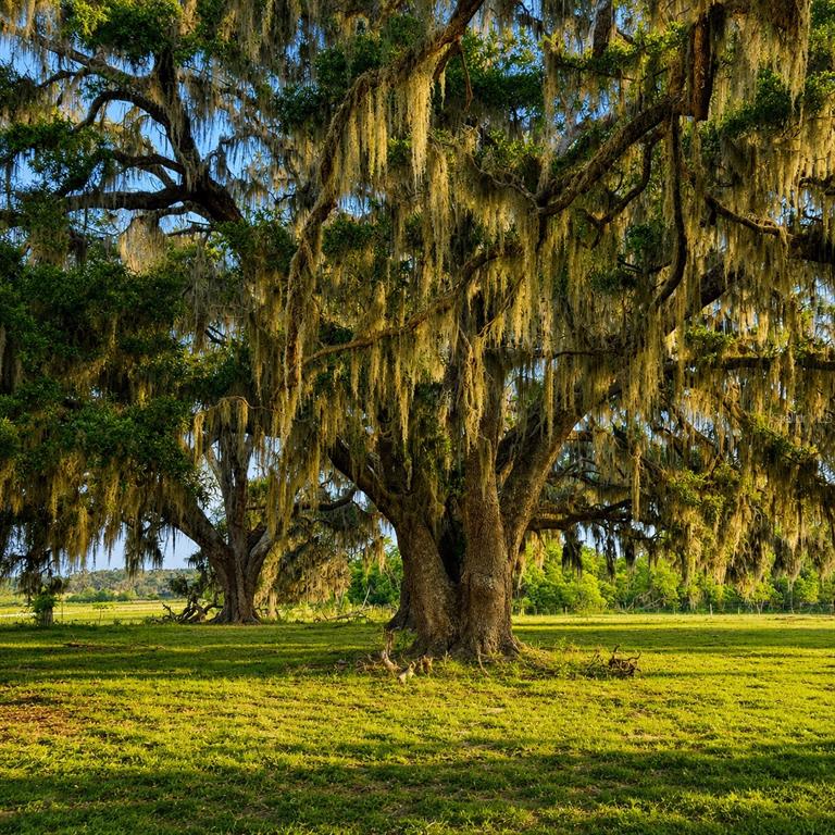 Mondon Hill Road Brooksville, FL 34601 - Photo 6 of 30 a view of outdoor space with yard and trees
