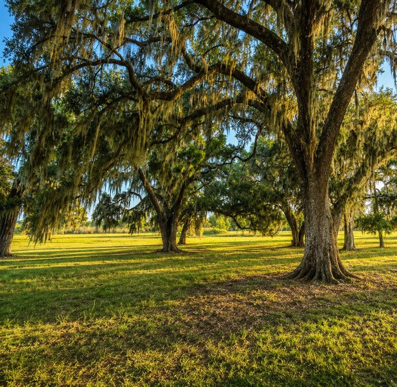 Mondon Hill Road Brooksville, FL 34601 - Photo 10 of 30 a view of a yard with a large tree