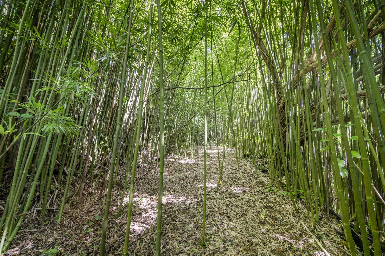 60 Lepo Place Haiku, HI 96708 - Photo 42 of 47