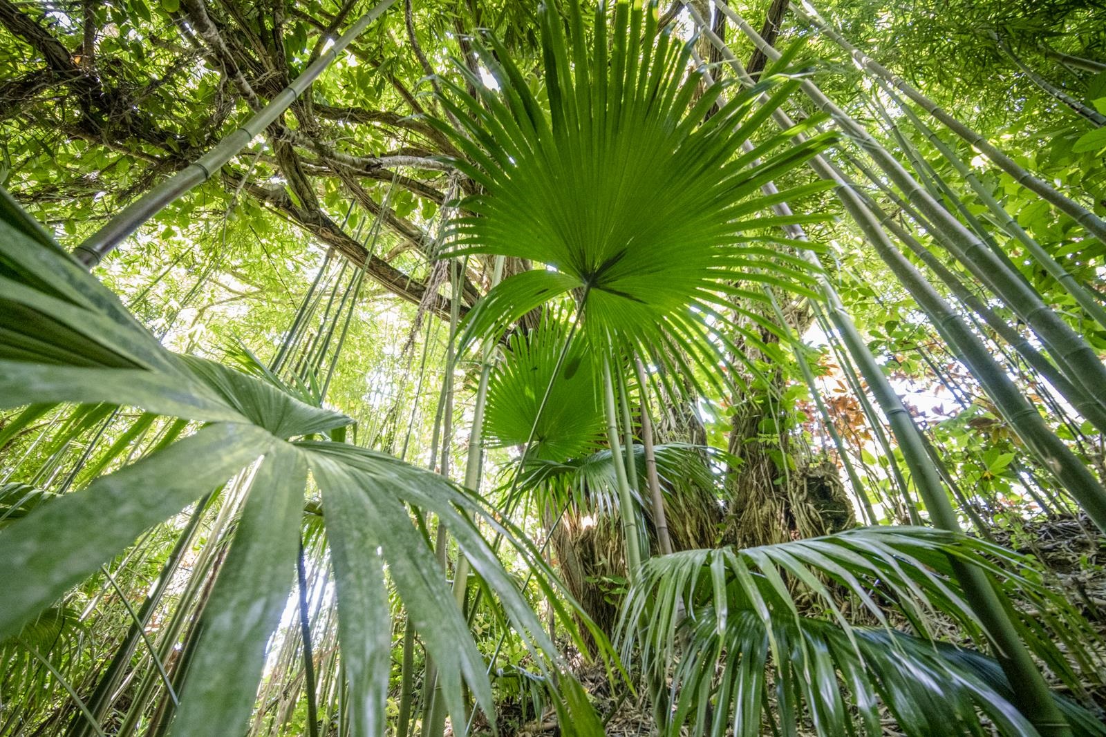 60 Lepo Place Haiku, HI 96708 - Photo 43 of 47 a close up of a plant in a garden