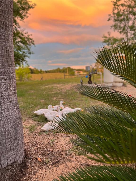 14520 Lost Lake Road Clermont, FL 34711 - Photo 46 of 47 a view of an ocean and beach